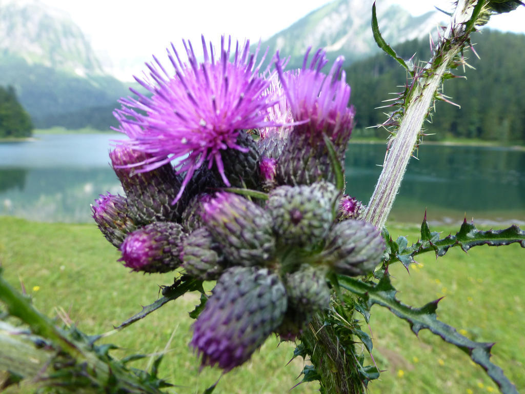 Berghotel Obersee Näfels Εξωτερικό φωτογραφία